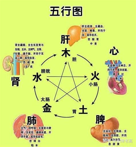 五藏六腑|五脏六腑（人体器官）